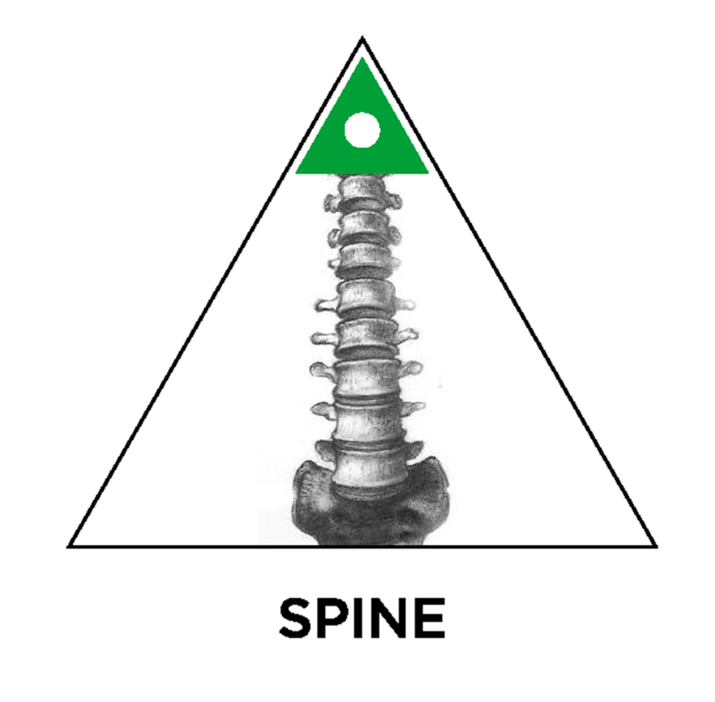 spine